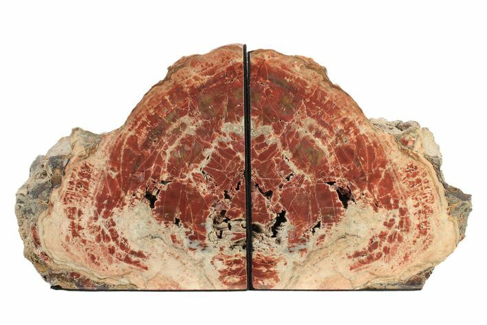 Tall, Arizona Petrified Wood Bookends - Brick Red #240770